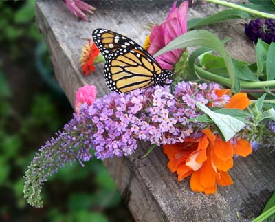 Butterfly In Habitat